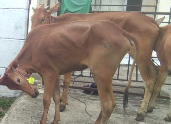 Sapi bantuan Dinas Peternakan dan Kesehatan Hewan Pemprov Sumbar