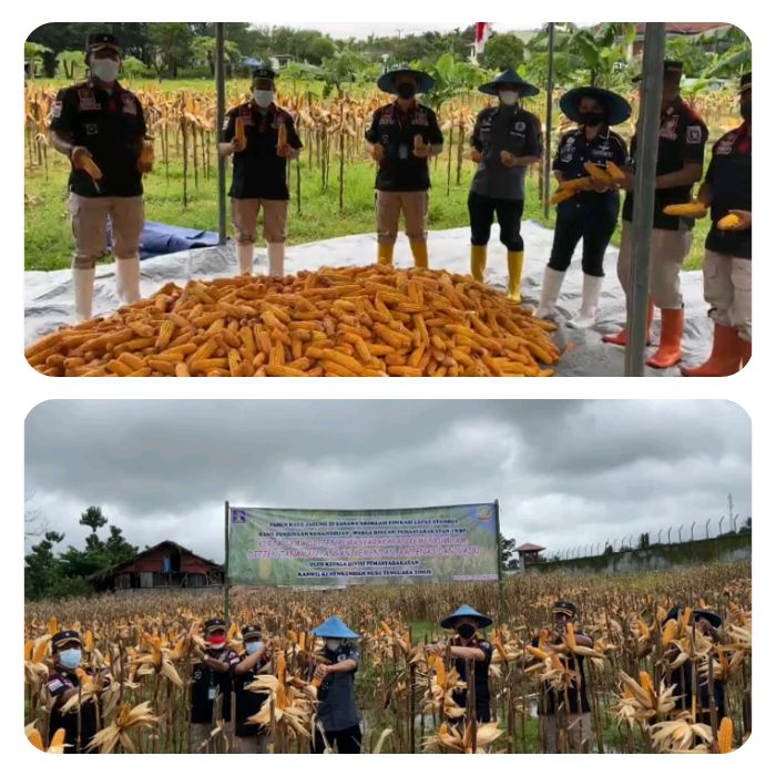 Lapas Atambua Gelar Panen Raya Jagung