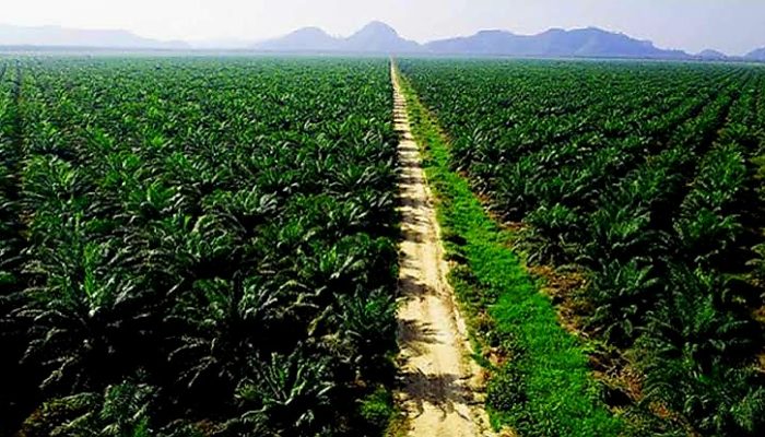 Ilurtasi kebun sawit tersebesar. dok. Infosawit.
